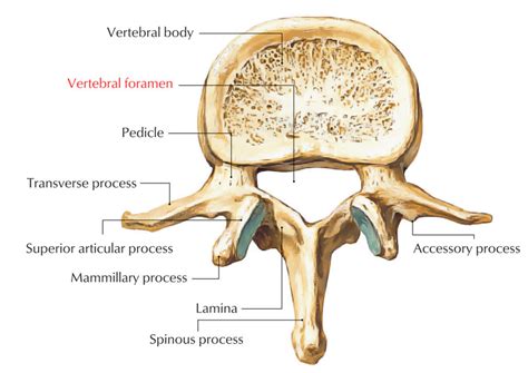 Vertebral Foramen – Earth's Lab