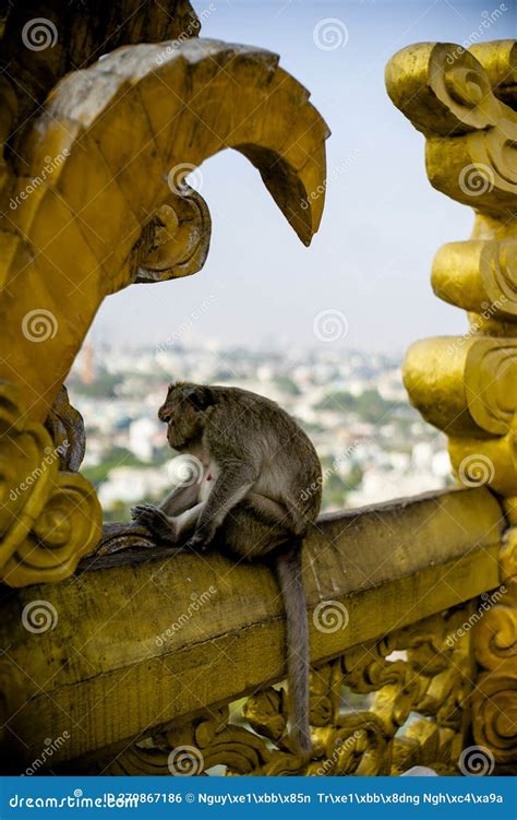 Monkey on Top of the Hill with Churches Stock Photo - Image of buddist ...