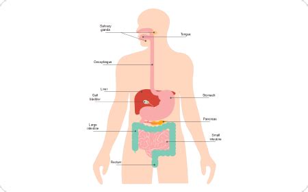 Human Organs Diagram