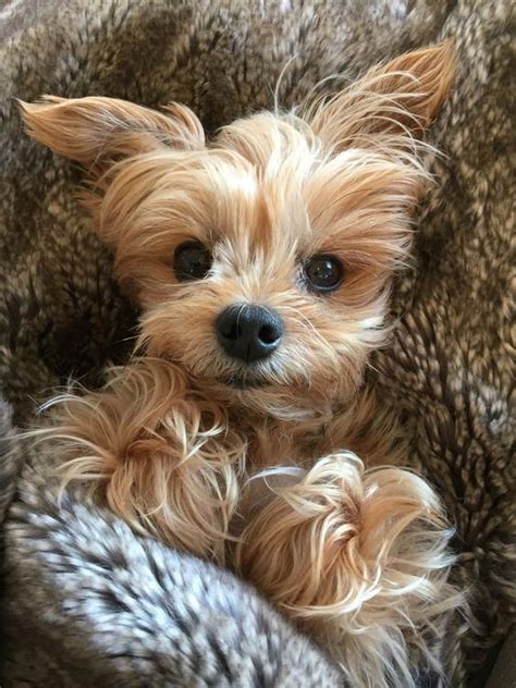 Yorkshire Terrier Big | Yorkshire terrier puppies, Terrier puppies, Yorkie