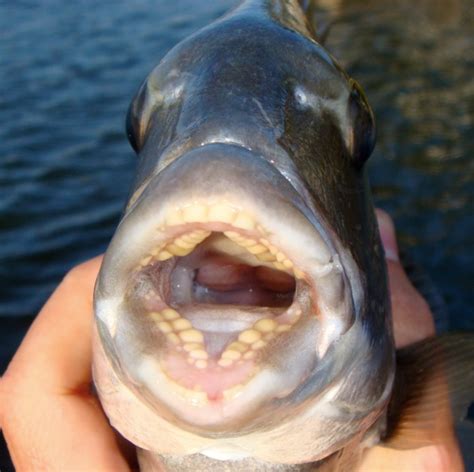 Sheepshead teeth | Fish Identification