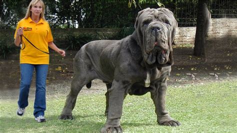 10 Biggest Dogs in the World - Fotolip