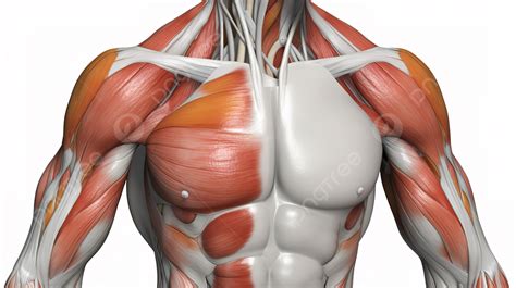 Chest Muscles Background, Male Anatomy, Picture Of Pectoral Muscle ...