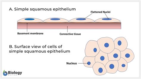 Simple squamous epithelium - Definition and Examples - Biology Online ...