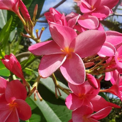 Plumeria Cuttings - Etsy