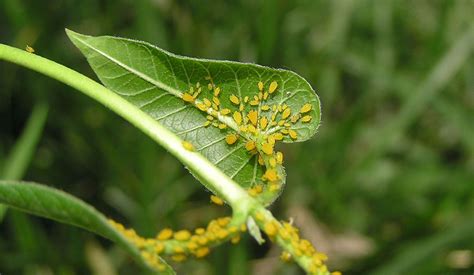 Keeping Aphids Out of the Garden - RedTea News