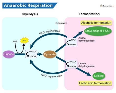 Anaerobic Respiration: Definition, Equation, Steps, & Examples