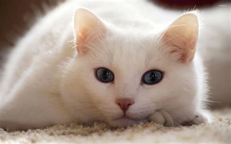 White Cat Wallpapers - Top Free White Cat Backgrounds - WallpaperAccess