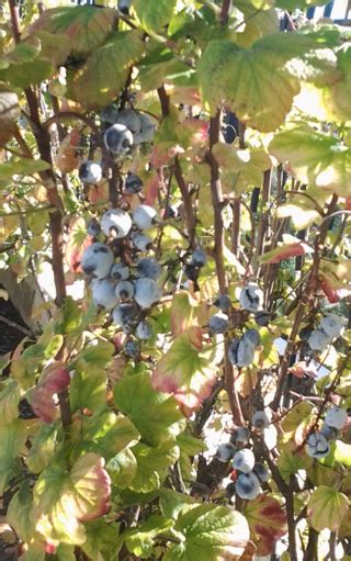 Red Flowering Currant, Ribes sanguineum | Native Plants PNW