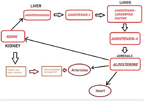 Renin-angiotensin-aldosterone system BP-Blood pressure Image ...