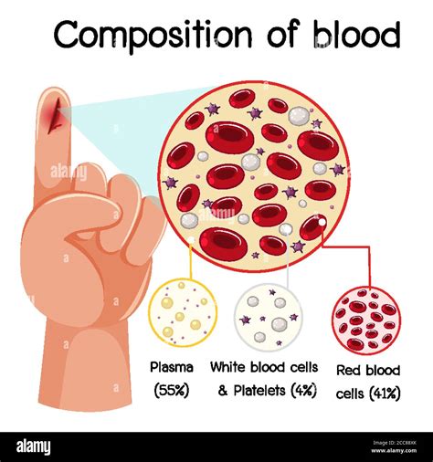 Red Blood Cells And White Blood Cells Diagram