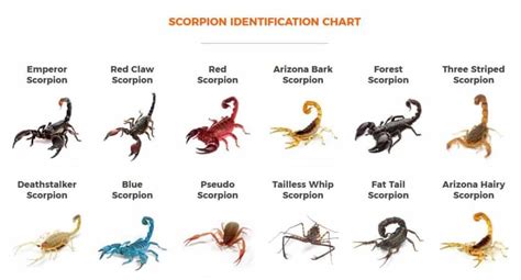 Scorpion Venom - Intro, Uses & Benefits of the Costliest Liquid