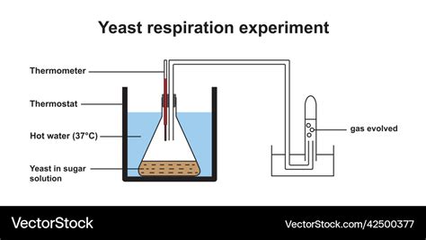 Yeast respiration experiment Royalty Free Vector Image