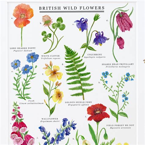 British Wild Flowers Print Illustrated Giclée Print | Etsy