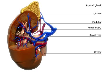 Renal Vein: Anatomy, Function, and Significance