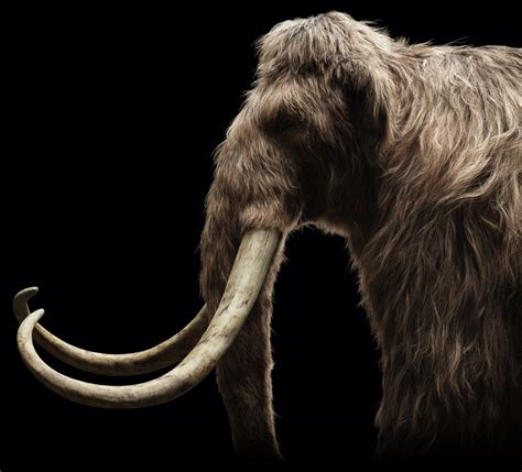 Woolly Mammoth De-extinction Project & Process | Colossal