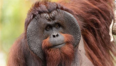 Nearly 150,000 Bornean Orangutans Have Disappeared Since 1999, Halving ...