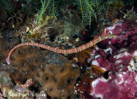 Pipefish and ghost pipefish – image gallery | marine species ...