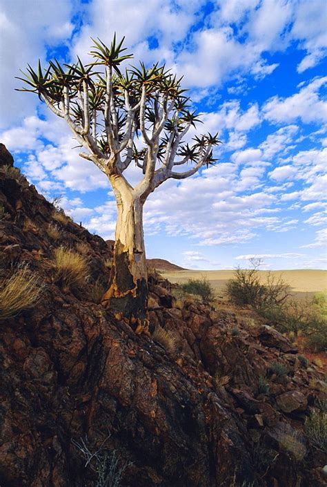 Namib Desert, Namibia | High quality stock photos, Purple plants, Stock ...