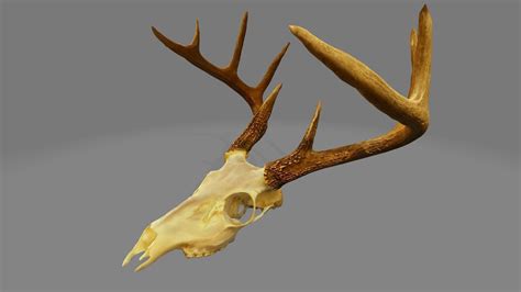 3D model Buck Skull 5 VR / AR / low-poly | CGTrader