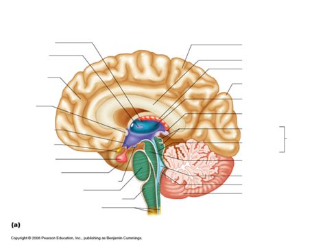 HAP: Brain Labeling Quiz Diagram | Quizlet