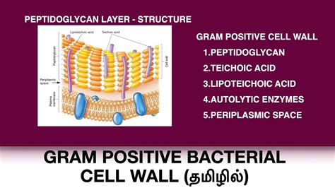 Gram positive bacterial cell wall / Peptidoglycan structure / Teichoic ...