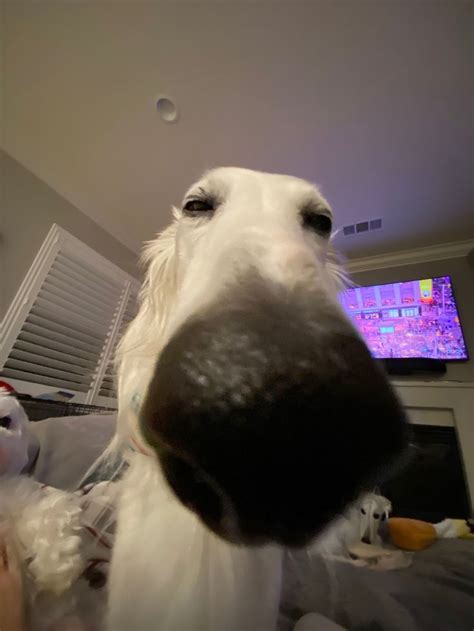 elongated dog | Borzoi dog, Funny animal photos, Long face dog