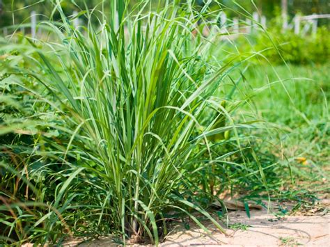 Information And Tips For Growing Lemongrass Plants | Gardening Know How