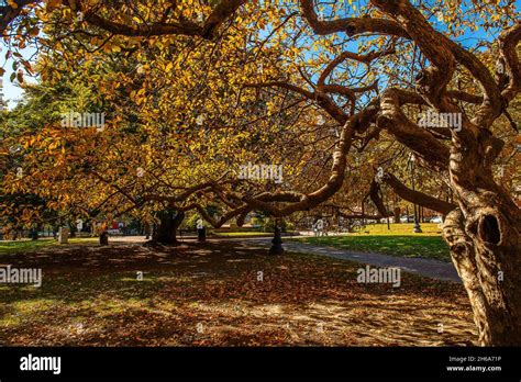 Fall Foliage in Providence Rhode Island Stock Photo - Alamy