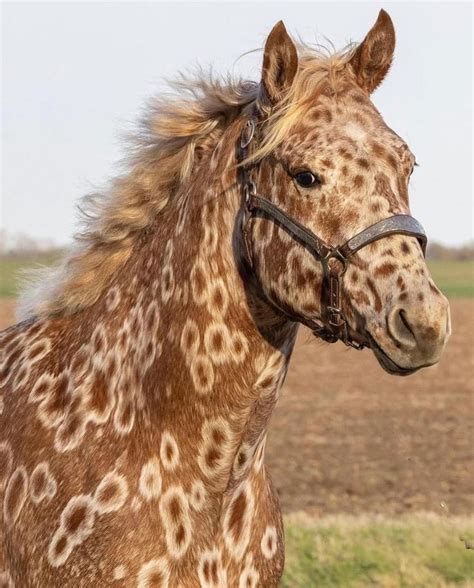 Peacock leopard Appaloosa in 2021 | Animals, Leopard appaloosa, Horses