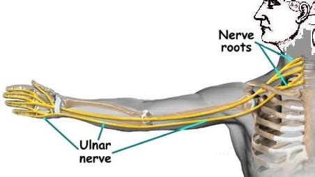 Ulnar Nerve Entrapment - Hometown Family Wellness Center