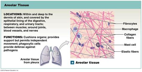 Pin by Calexopoulos on NurseLove in 2021 | Areolar tissue, Tissue ...