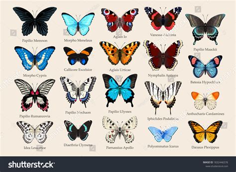 42 105 Butterfly Species Images, Stock Photos & Vectors | Shutterstock