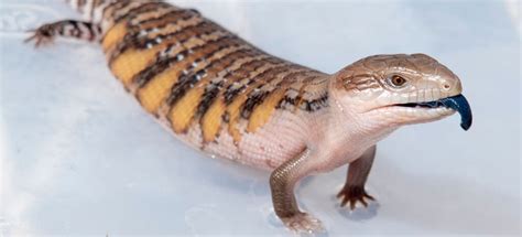 Feeding and Caring for Your Baby Blue-tongue Skink – Lizard Cafe