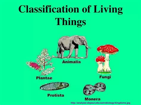 PPT - Classification of Living Things PowerPoint Presentation, free ...