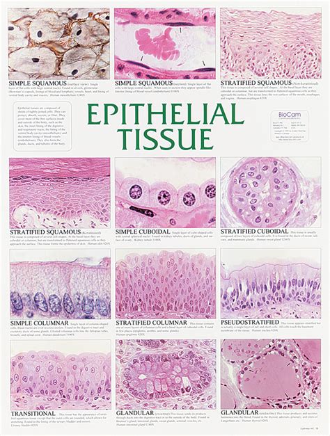 Epithelial Tissue Chart | Flinn Scientific