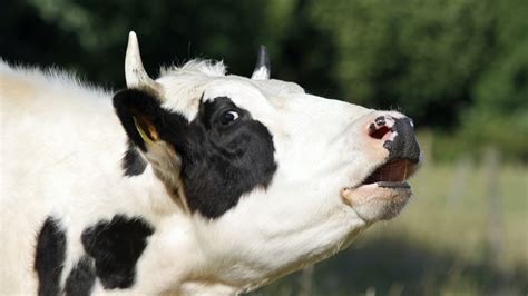 Could new study on cow communication lead to more humane farming? - Big ...