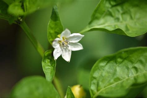 Pepper Flowers: Everything You Need To Know