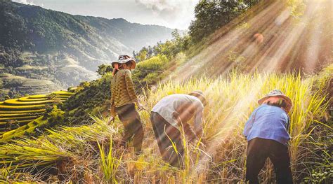 10 Most beautiful rice fields in Vietnam + best season 2024 | localvietnam