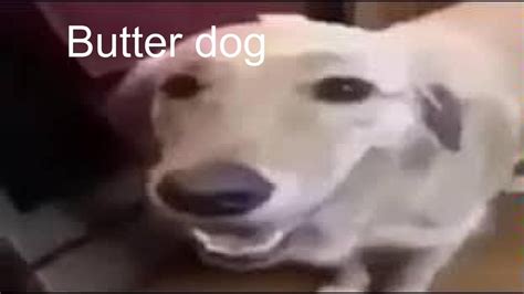 Butter dog meme original - YouTube