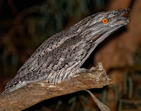 Bird of the month: Tawny Frogmouth – Connecting Country