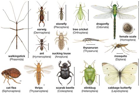 Common Forest Insects - Blogger Nepal