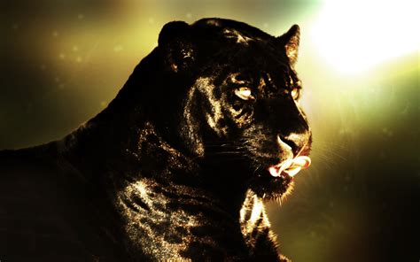 Download Animal Black Panther HD Wallpaper