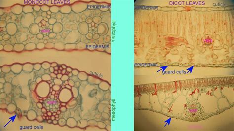 Monocot Leaf Under Microscope