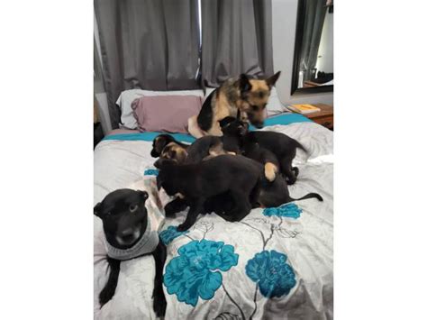 8 weeks old German Sheprador puppies Akron - Puppies for Sale Near Me