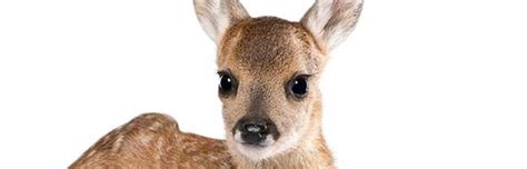 Roe Deer Fawn