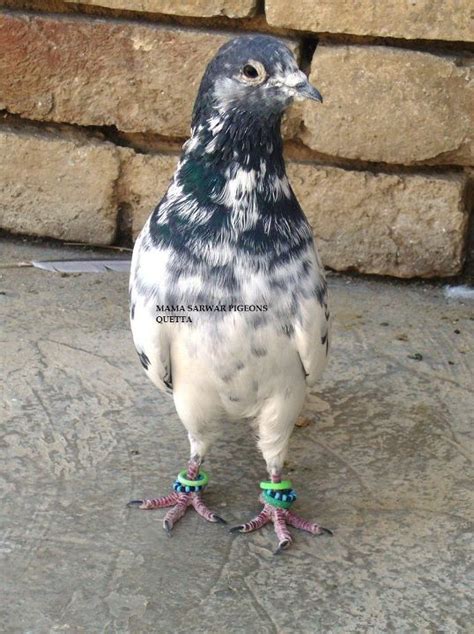 Kabootar ~ Pigeons Photos | Pigeons Care | Pigeons For Sale | Kabootar ...