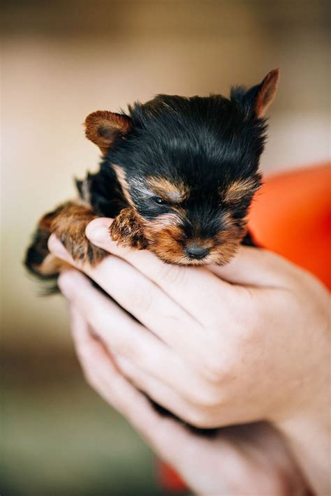 Small Cute Yorkshire Terrier Dog #yorkshireterrier # ...