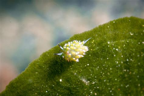 The Leaf Sheep Sea Slug - Dumaguete, Philippines [OC] : r/scuba