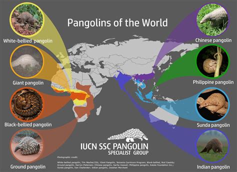 Hey! Celebrate World Pangolin Day – Mongabay Kids